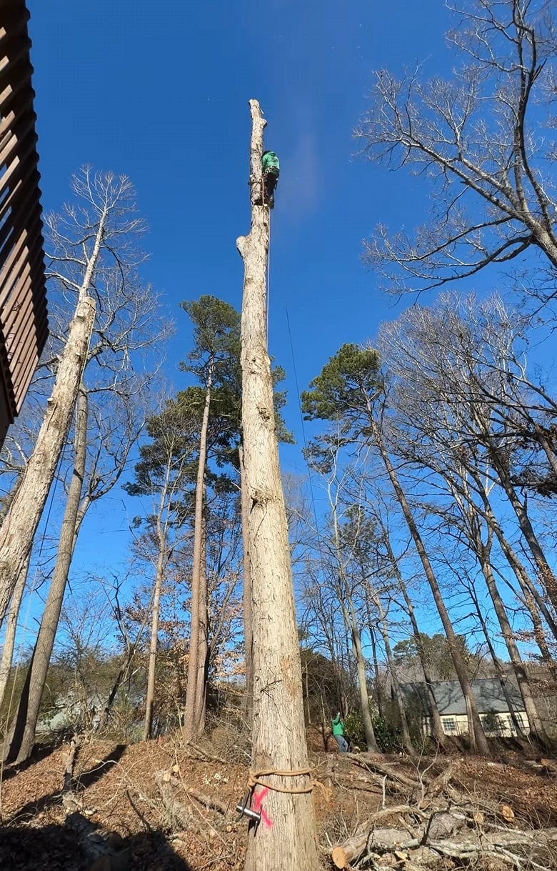 Professional arborist climbing tree for trimming and pruning in Cheyenne, WY