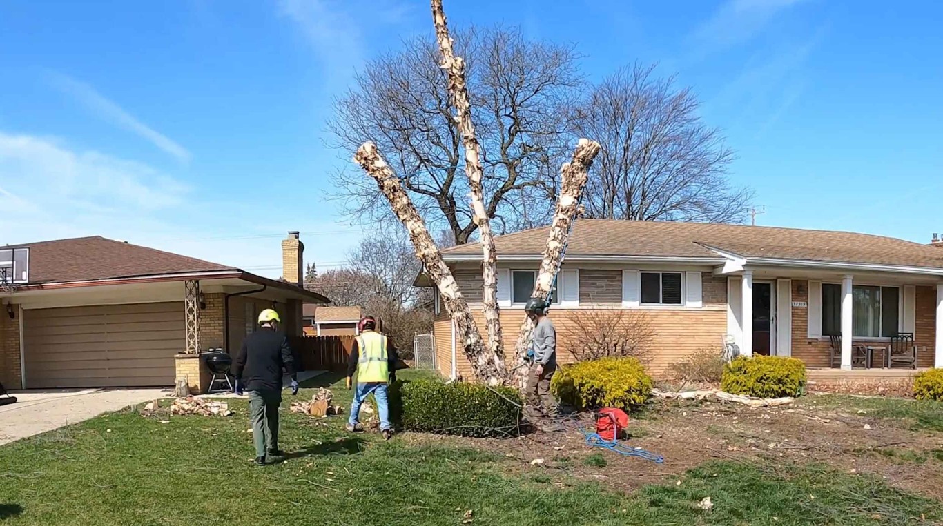 Local tree service team trimming residential trees in Cheyenne, WY